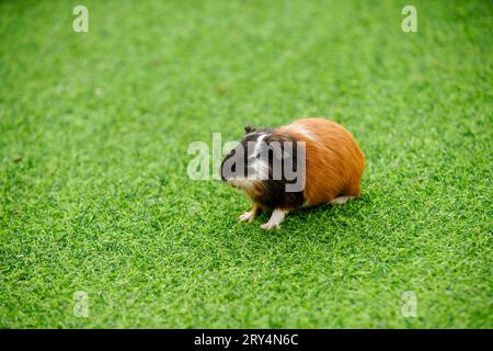 Niedliche niederländische Maus auf dem Rasen in einem Zoo Stockfoto