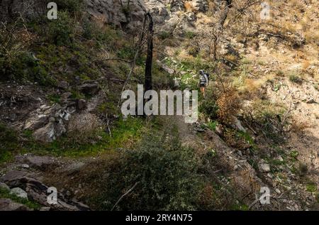 Woman wandert den Juniper Canyon Trail in Big Bend hinunter Stockfoto