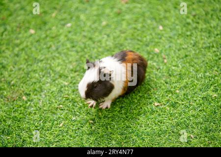 Niedliche niederländische Maus auf dem Rasen in einem Zoo Stockfoto