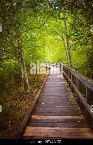Ein Weg aus Holzdielen ist eine Durchfahrt durch den Wald. Hölzerner Wanderweg durch den Regenwald in BC Kanada. Hölzerne Fußbrücke im Park, tr Stockfoto