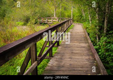 Ein Weg aus Holzdielen ist eine Durchfahrt durch den Wald. Hölzerner Wanderweg durch den Regenwald in BC Kanada. Hölzerne Fußbrücke im Park, tr Stockfoto