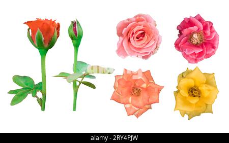 Sammlung von vier farbigen wunderschönen rosa Rosen und Knospen auf einem transparenten Hintergrund, Stockfoto