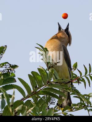 Ein Zedernwachs, Bombycilla Cedrorum, das sich von Orangenbeeren auf Eberesche ernährt, Sorbus americana, wirft Beeren in die Luft, um das Schlucken zu erleichtern Stockfoto