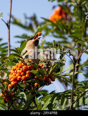 Ein Zedernwachs, Bombycilla Cedrorum, das sich von Orangenbeeren auf Eberesche ernährt, Sorbus americana, wirft Beeren in die Luft, um das Schlucken zu erleichtern Stockfoto