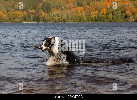 Ein australischer Schäferhund, der einen Stock aus einem See im Arrowhead Provincial Park mit Herbstlaub im Hintergrund holt Stockfoto