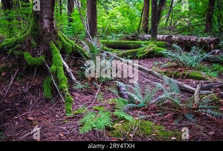 Moosige Wurzeln eines Stumpfes in einem Wald. Nebelwald in BC-Parks. Regenwald. Immergrüne Waldlandschaft. Grünes Moos wächst an den Wurzeln eines Baumstamms Stockfoto