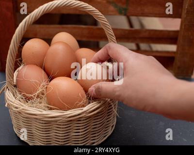 Frische Hühnereier auf dem Nest. Hände nehmen Hühnereier aus dem Nest. Hühnerstall im Dorf Stockfoto