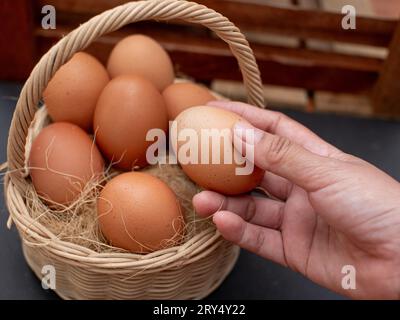 Frische Hühnereier auf dem Nest. Hände nehmen Hühnereier aus dem Nest. Hühnerstall im Dorf Stockfoto