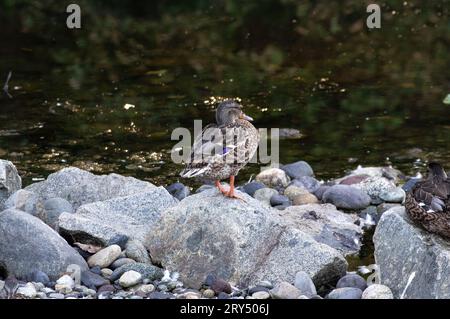 Eine weibliche Stockente, die auf einem Felsen in Killarney Creek, Bowen Island, BC, Kanada, ruht. Stockfoto