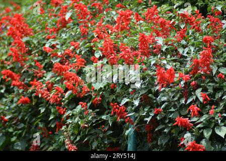 Das ist die natürliche echte Blume in Ooty, Stockfoto