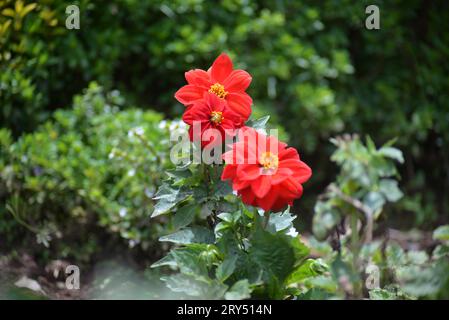 Das ist die natürliche echte Blume in Ooty, Stockfoto