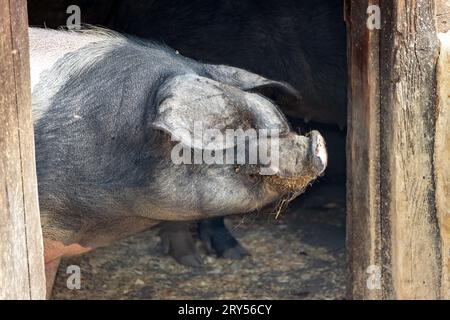 Ein Schweinekopf blickt aus der Scheunentür Stockfoto