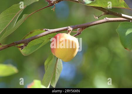 Es ist köstlich und pflegend. Äpfel sind saftige Früchte, die aus ihren Samen wieder angebaut werden können. Der wissenschaftliche Name des Apfels ist Malus. Äpfel können es sein Stockfoto