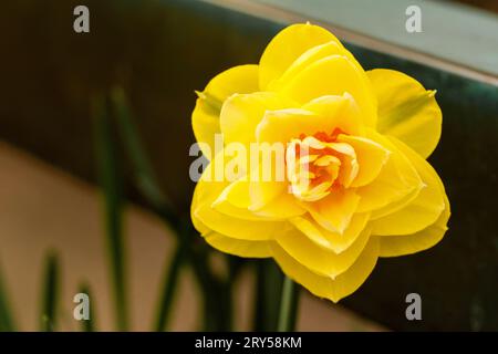 Narzisse pseudonarcissus, Wilde Narzisse oder Fastenlilie. Wunderschöne bunte Blume aus nächster Nähe. Narcissus ist eine Gattung vorwiegend frühlingshafter Staudenpflanzen Stockfoto