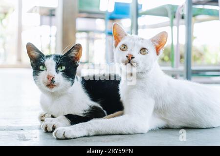 Zwei Katzen liegen auf dem Boden Stockfoto