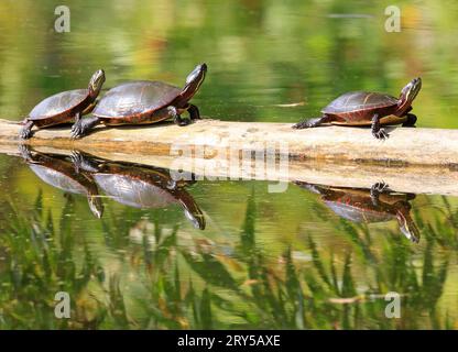 Gemalte Schildkröten (Chrysemys picta marginata) mit ihrem Spiegelbild im Wasser, Kanada Stockfoto