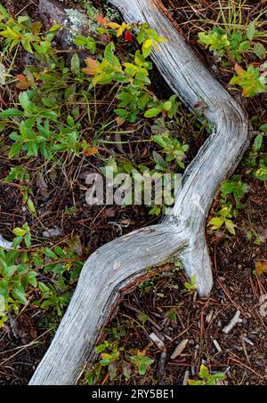Low Bush Blueberry (Vaccinium angustifolium) umgibt einen kleinen Zweig auf dem Waldboden, Shovel Point, Tettegouche State Park, Cook County, Minnesot Stockfoto
