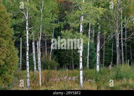 Birkenbäume ragen im Wald über Black Beach, Silver Bay, Lake County, Minnesota hervor Stockfoto