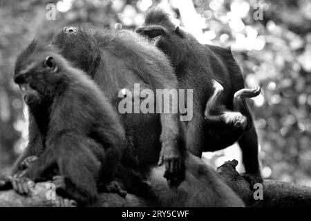 Die Füße eines Säuglings von Sulawesi-Makaken (Macaca nigra) werden gesehen, da es unter der Obhut seiner Mutter spielt, die soziale Aktivitäten im Tangkoko-Naturschutzgebiet in Nord-Sulawesi, Indonesien, ausübt. Ein kürzlich erschienener Bericht eines Wissenschaftlerteams unter der Leitung von Marine Joly ergab, dass die Temperatur im Tangkoko-Wald zunimmt. „Zwischen 2012 und 2020 stiegen die Temperaturen im Wald um bis zu 0,2 Grad pro Jahr, und der Fruchtbestand ging insgesamt um 1 Prozent pro Jahr zurück“, schrieb sie im International Journal of Primatology. "In einer wärmeren Zukunft müssten sie sich anpassen, Stockfoto