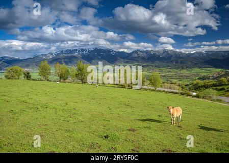 Kühe weiden auf grünen Wiesen in Cerdanya mit der verschneiten Tosa d'Alp im Hintergrund (Cerdanya, Katalonien, Spanien, Pyrenäen) Stockfoto