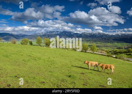 Kühe weiden auf grünen Wiesen in Cerdanya mit der verschneiten Tosa d'Alp im Hintergrund (Cerdanya, Katalonien, Spanien, Pyrenäen) Stockfoto