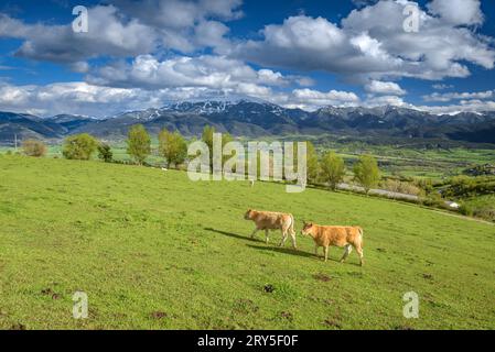 Kühe weiden auf grünen Wiesen in Cerdanya mit der verschneiten Tosa d'Alp im Hintergrund (Cerdanya, Katalonien, Spanien, Pyrenäen) Stockfoto