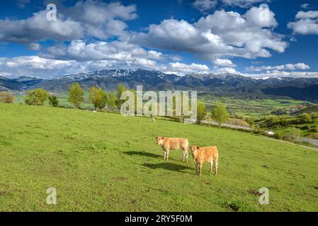 Kühe weiden auf grünen Wiesen in Cerdanya mit der verschneiten Tosa d'Alp im Hintergrund (Cerdanya, Katalonien, Spanien, Pyrenäen) Stockfoto