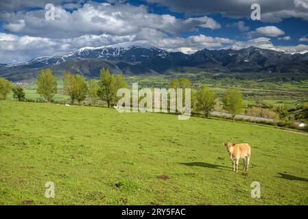 Kühe weiden auf grünen Wiesen in Cerdanya mit der verschneiten Tosa d'Alp im Hintergrund (Cerdanya, Katalonien, Spanien, Pyrenäen) Stockfoto