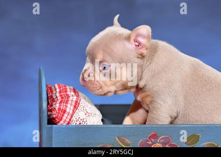 New Shade Isabella Orange Tan Maskless Französisch Bulldog Welpen im Bett vor blauem Hintergrund Stockfoto