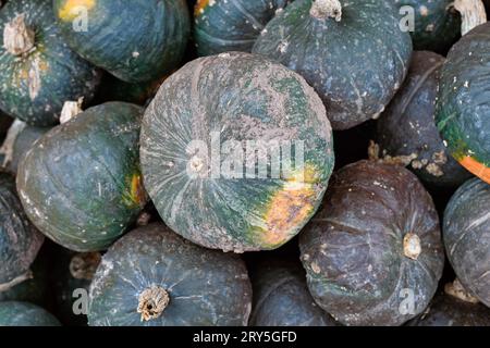 Dunkelgrüner japanischer Kabocha-Kürbis im Stapel Stockfoto