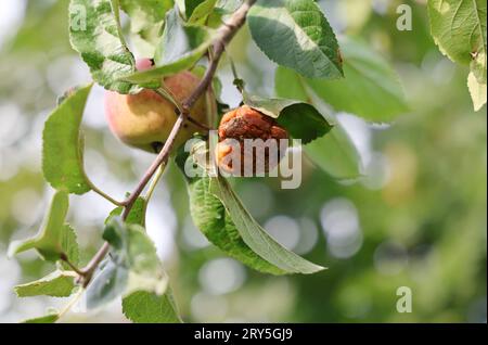Natur 27.09.2023, Ostramondra, verschimmelter Apfel haengt neben einem gesunden Apfel am Apfelbaum *** Natur 27 09 2023, Ostramondra, schimmeliger Apfel hängt neben gesundem Apfel auf Apfelbaum Credit: Imago/Alamy Live News Stockfoto