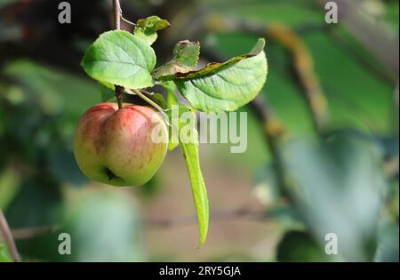 Natur 27.09.2023, Ostramondra, Apfel am Apfelbaum *** Natur 27 09 2023, Ostramondra, Apfel auf Apfelbaum Credit: Imago/Alamy Live News Stockfoto