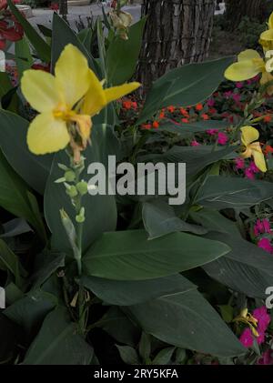 Gelbfärbung Canna indica in einem Blumenbeet aus nächster Nähe Stockfoto