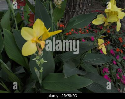 Gelbfärbung Canna indica in einem Blumenbeet aus nächster Nähe Stockfoto