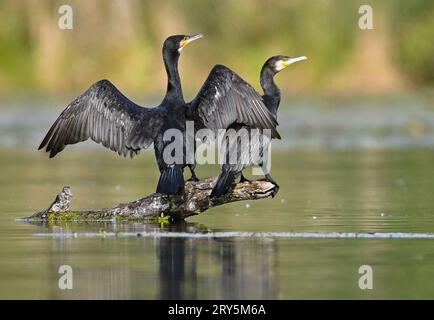 Kersdorf, Deutschland. September 2023 28. Zwei Kormorane (Phalacrocorax carbo) stehen auf einem Ast im Wasser am Rande der Spree-oder-Wasserstraße (SOW). Die Bundeswasserstraße SOW hat eine Länge von 128,66 Kilometern. Sie ist eine Verbindung zwischen der Mündung der Spree bei Spandau und der oder bei Eisenhüttenstadt. Credit: Patrick Pleul/dpa/ZB/dpa/Alamy Live News Stockfoto