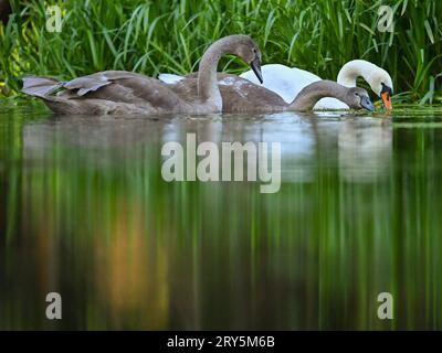 Kersdorf, Deutschland. September 2023 28. Ein stummer Schwan (Cygnus olor) und zwei Jungtiere fressen Wasserpflanzen an der Spree nahe der Spree-oder-Wasserstraße (SOW). Die Bundeswasserstraße SOW hat eine Länge von 128,66 Kilometern. Sie ist eine Verbindung zwischen der Mündung der Spree bei Spandau und der oder bei Eisenhüttenstadt. Credit: Patrick Pleul/dpa/ZB/dpa/Alamy Live News Stockfoto