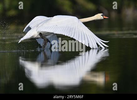 Kersdorf, Deutschland. September 2023 28. Ein stummer Schwan (Cygnus olor) startet vom Spree-oder-Wasserweg (SOW). Die Bundeswasserstraße SOW hat eine Länge von 128,66 Kilometern. Sie ist eine Verbindung zwischen der Mündung der Spree bei Spandau und der oder bei Eisenhüttenstadt. Credit: Patrick Pleul/dpa/ZB/dpa/Alamy Live News Stockfoto