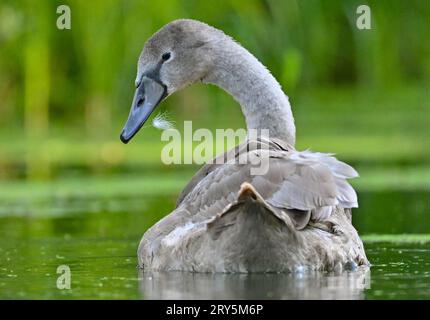 Kersdorf, Deutschland. September 2023 28. Ein junger Mute Swan (Cygnus olor) hat eine Feder auf seinem Schnabel und schwimmt auf der Spree nahe der Spree-oder-Wasserstraße (SOW). Die Bundeswasserstraße SOW hat eine Länge von 128,66 Kilometern. Sie ist eine Verbindung zwischen der Mündung der Spree bei Spandau und der oder bei Eisenhüttenstadt. Credit: Patrick Pleul/dpa/ZB/dpa/Alamy Live News Stockfoto