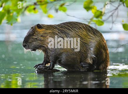 Kersdorf, Deutschland. September 2023 28. Eine Nutria (Myocastor coypus) steht auf einem Baumstumpf im Wasser am Rande des Spree-oder-Wasserwegs (SOW). Die Bundeswasserstraße SOW hat eine Länge von 128,66 Kilometern. Sie ist eine Verbindung zwischen der Mündung der Spree bei Spandau und der oder bei Eisenhüttenstadt. Credit: Patrick Pleul/dpa/ZB/dpa/Alamy Live News Stockfoto