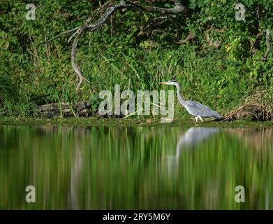 Kersdorf, Deutschland. September 2023 28. Am Ufer der Spree in der Nähe der Spree-oder-Wasserstraße (SOW) steht ein grauer Reiher (Ardea cinerea), der auf Beute wartet. Die Bundeswasserstraße SOW hat eine Länge von 128,66 Kilometern. Sie ist eine Verbindung zwischen der Spreemündung bei Spandau und der oder bei Eisenhüttenstadt. Credit: Patrick Pleul/dpa/ZB/dpa/Alamy Live News Stockfoto