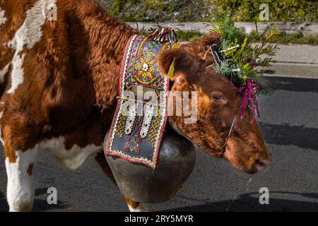 Herbstlich zeremonielle Viehabtrieb von Bergweiden ins Tal von Plaffeien in der Schweiz. Alpenzug in Oberschrot. Jedes Jahr im Herbst werden die Rinder vom Sommer auf der Alpe in einer Prozession zurück ins Dorf getrieben. Stockfoto