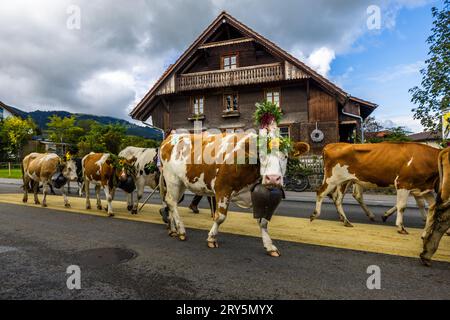 Herbstlich zeremonielle Viehabtrieb von Bergweiden ins Tal von Plaffeien in der Schweiz. Alpenzug in Oberschrot. Jedes Jahr im Herbst werden die Rinder vom Sommer auf der Alpe in einer Prozession zurück ins Dorf getrieben. Stockfoto