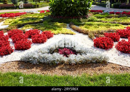 Eine wunderschöne Blumen Begonia und Silver Dust Cineraria Maritima wächst im Stadtgarten. Pflanzen- und Gartenkonzept. Üppig blühende bunte gemeinsame g Stockfoto