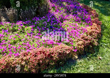 Violette Petunien und Coleus oder Plectranthus Scutellarioides (Brennnessel) mit rot-grünen Blättern im Stadtgarten. Üppig blühende bunte gemeinsame Garten fl Stockfoto