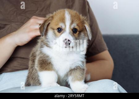 Porträt des entzückenden kleinen braunen weißen Welpen des Hundes welsh pembroke Corgi, der auf Jeans sitzt, einer unbekannten streichenden Frau, die auf einem grauen Sofa streichelt. Stockfoto