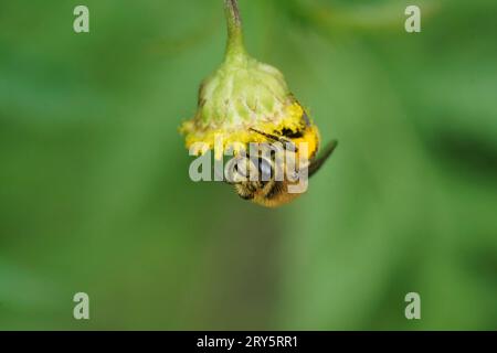 Natürliche Nahaufnahme einer Davies' Colletes daviesanus-Frau, die unten an einer gelben Tansy-Blume, Tanacetum vulgare, hängt Stockfoto