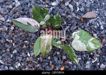 Philodendrone rosa Prinzessin Marmor König Stockfoto