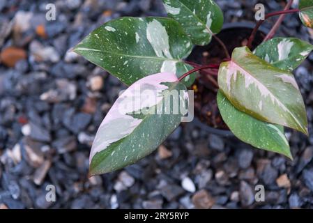 Philodendrone rosa Prinzessin Marmor König Stockfoto