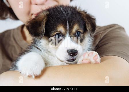 Abgeschnittenes Foto der Besitzerin mit dem schönen kleinen braunen weißen welpen des Hundes waliser pembroke Corgi auf weißem Hintergrund. Haustierliebhaber, Haustierbetreuung, Haustier Stockfoto