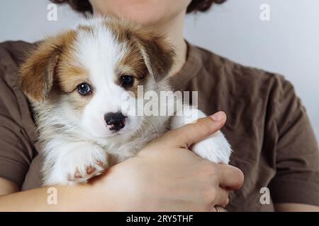 Abgeschnittenes Foto einer Frau, die einen entzückenden kleinen braunen weißen welpen des Hundes waliser pembroke Corgi auf Händen auf grauem Hintergrund hält. Haustierliebhaber, Haustierbetreuung, Haustier Stockfoto